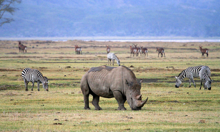 Top Rated Tanzania Safari & Zanzibar Packages for January 2026 Top Rated Tanzania Safari & Zanzibar Packages for January 2026