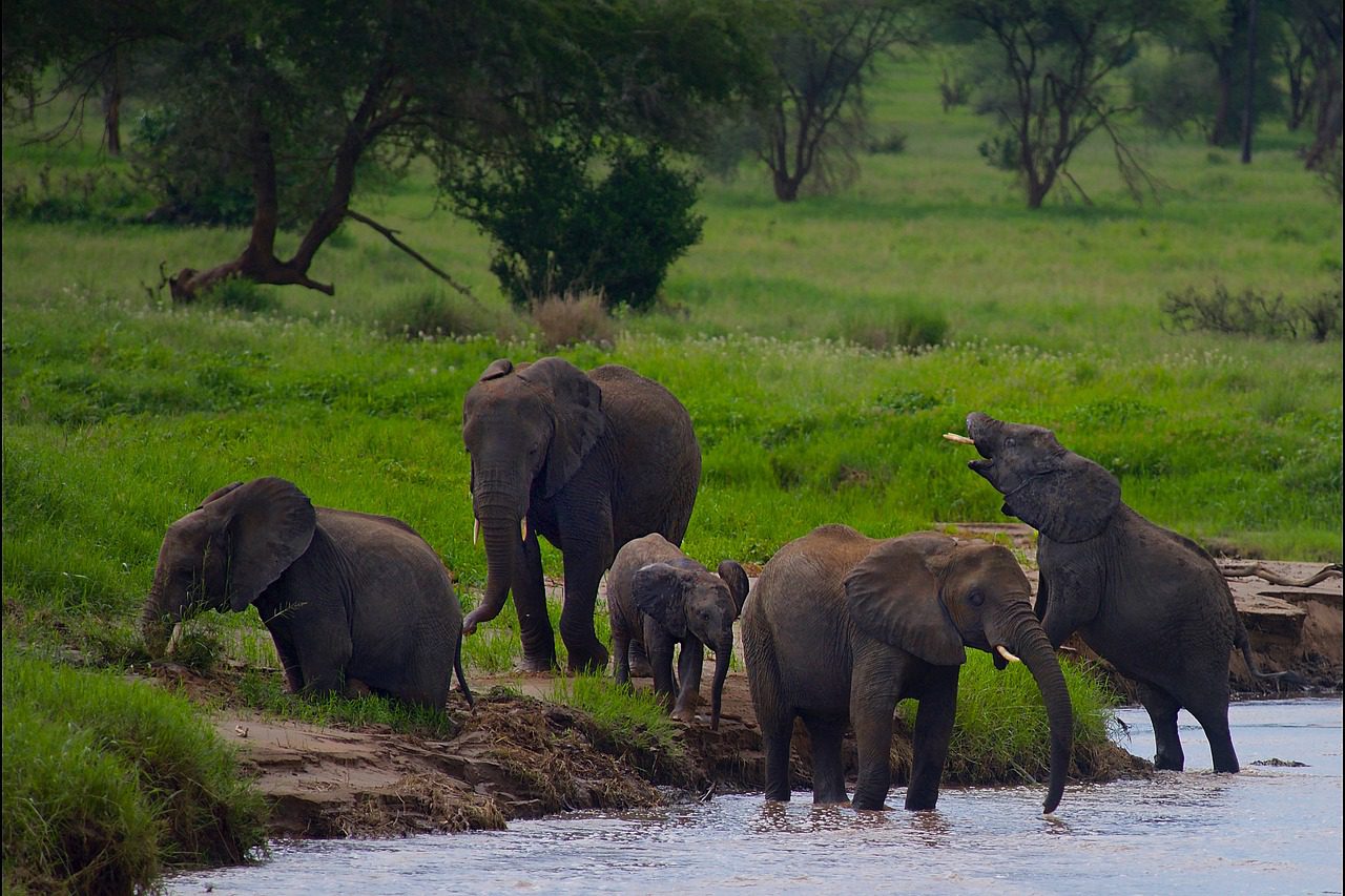 Luxury Family Safari Northern Circuit 2026 – Complete Guide Luxury Family Safari Northern Circuit 2026 – Complete Guide