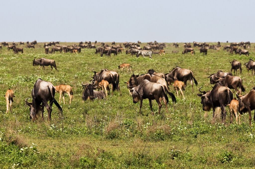 Top Rated Tanzania Safari & Zanzibar Packages for January 2026 Top Rated Tanzania Safari & Zanzibar Packages for January 2026