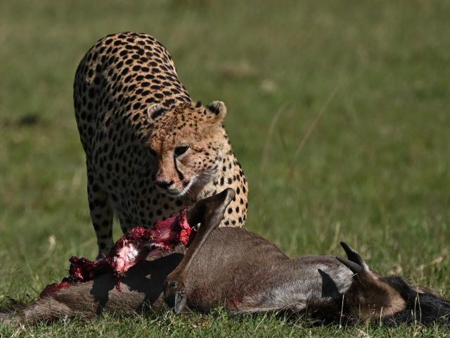 Top Rated Tanzania Safari & Zanzibar Packages for January 2026 Top Rated Tanzania Safari & Zanzibar Packages for January 2026