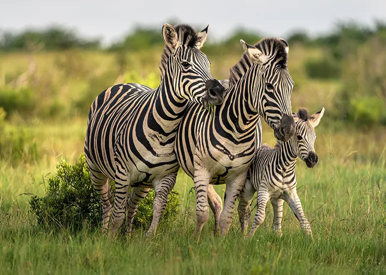 Serengeti Calving Season & Zanzibar Escape Serengeti Calving Season & Zanzibar Escape