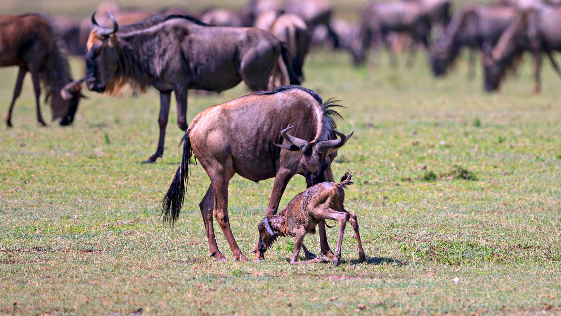 Why January Is the Best Time for a Northern Safari & Zanzibar in 2026 Why January Is the Best Time for a Northern Safari & Zanzibar in 2026
