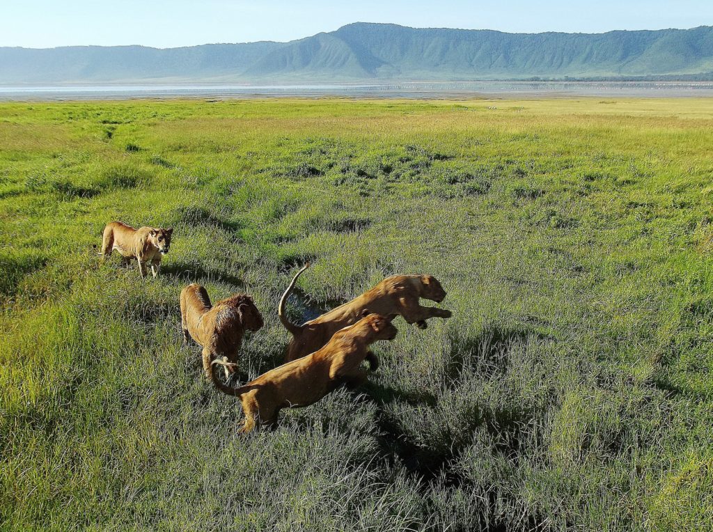 Why January Is the Best Time for a Northern Safari & Zanzibar in 2026 Why January Is the Best Time for a Northern Safari & Zanzibar in 2026