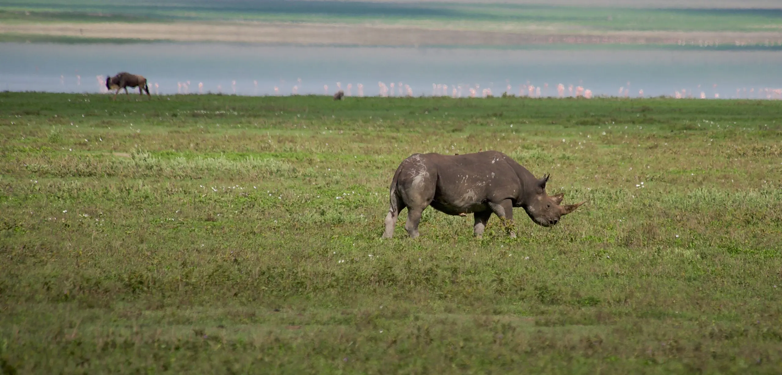 Big Five Safari & Turquoise Seas: Your January 2026 Tanzania Big Five Safari & Turquoise Seas: Your January 2026 Tanzania