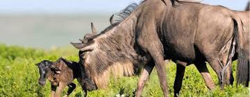 Big Five Safari & Turquoise Seas: Your January 2026 Tanzania Big Five Safari & Turquoise Seas: Your January 2026 Tanzania