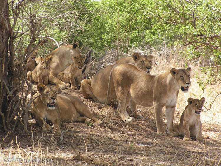 Tanzania Wildlife and Waves: Northern Safari and Zanzibar: January 2026 Tanzania Wildlife and Waves: Northern Safari and Zanzibar: January 2026