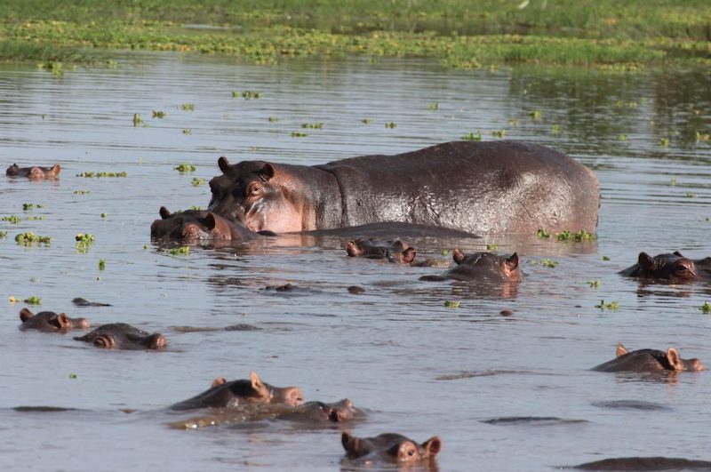 12 Day Luxury Tanzania Northern Safari and Zanzibar Beach Holiday