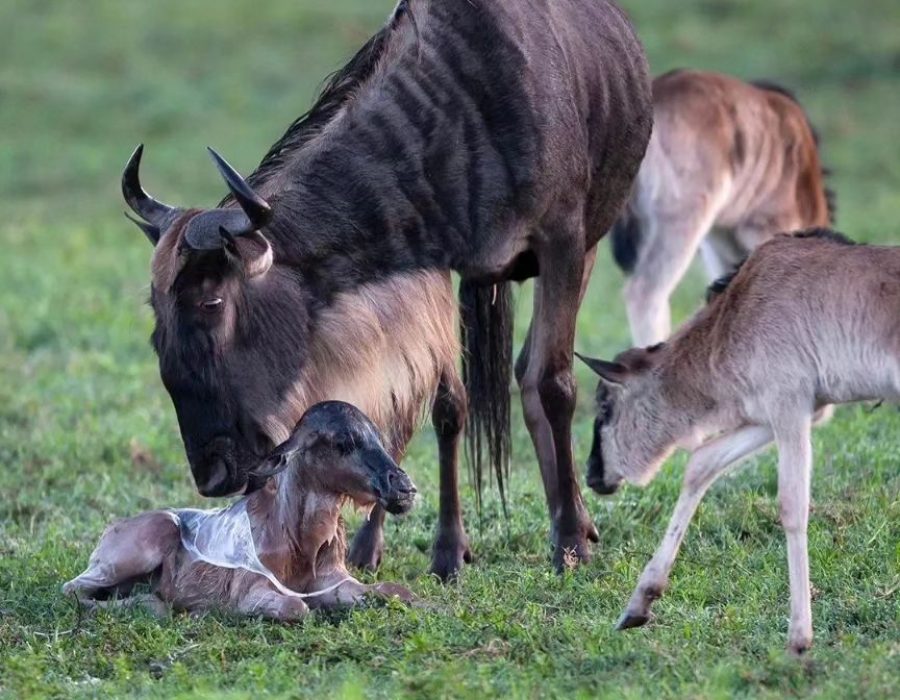 February Ndutu Calving Season: Witness the Birth of the Serengeti February Ndutu Calving Season: Witness the Birth of the Serengeti