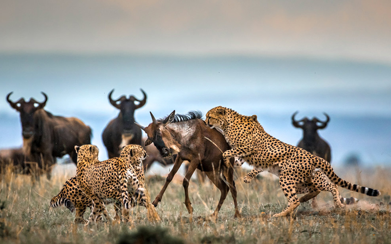 February Ndutu Calving Season: Witness the Birth of the Serengeti February Ndutu Calving Season: Witness the Birth of the Serengeti