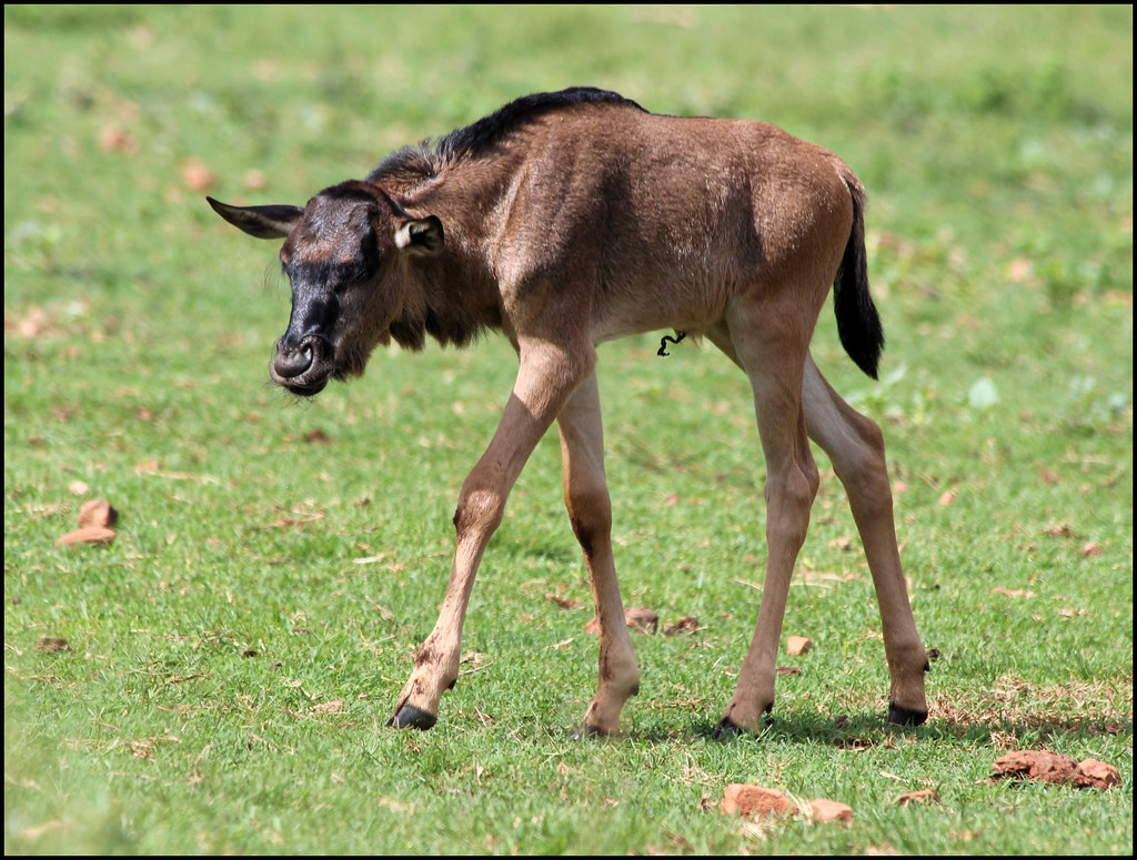 February Ndutu Calving Season: Witness the Birth of the Serengeti February Ndutu Calving Season: Witness the Birth of the Serengeti