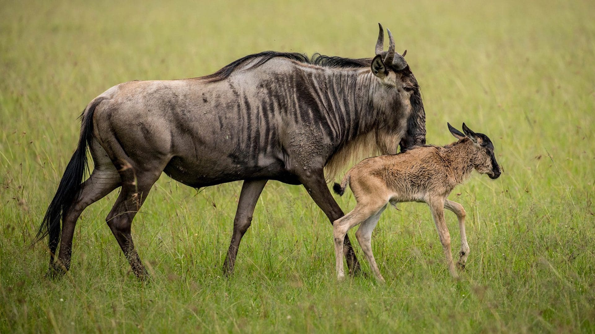 Ndutu Calving and Zanzibar: The Perfect February Bush to Beach Escape Ndutu Calving and Zanzibar: The Perfect February Bush to Beach Escape