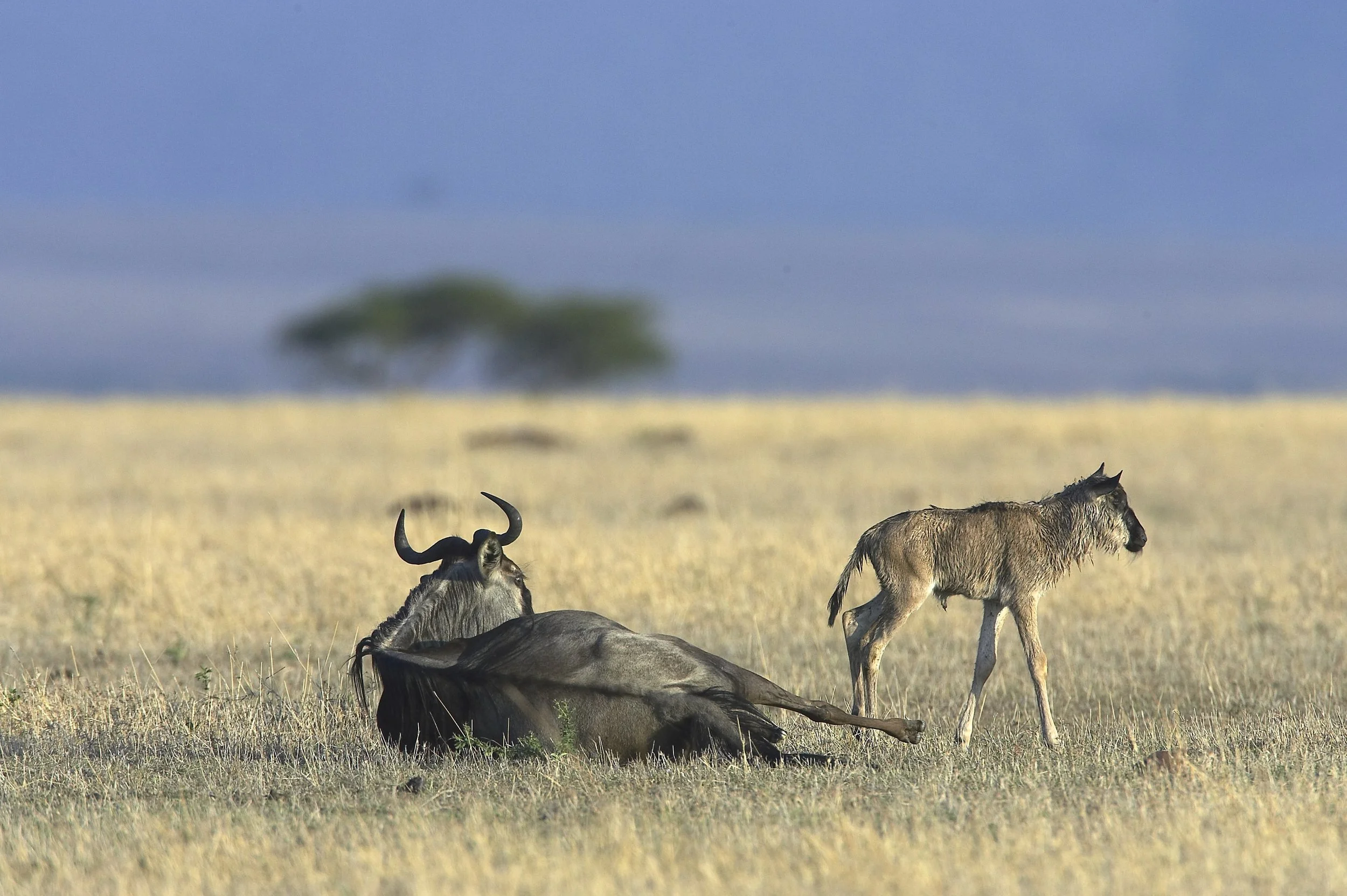 Ultimate 5-Day Ndutu Calving Safari: Peak Predator Action in February Ultimate 5-Day Ndutu Calving Safari: Peak Predator Action in February