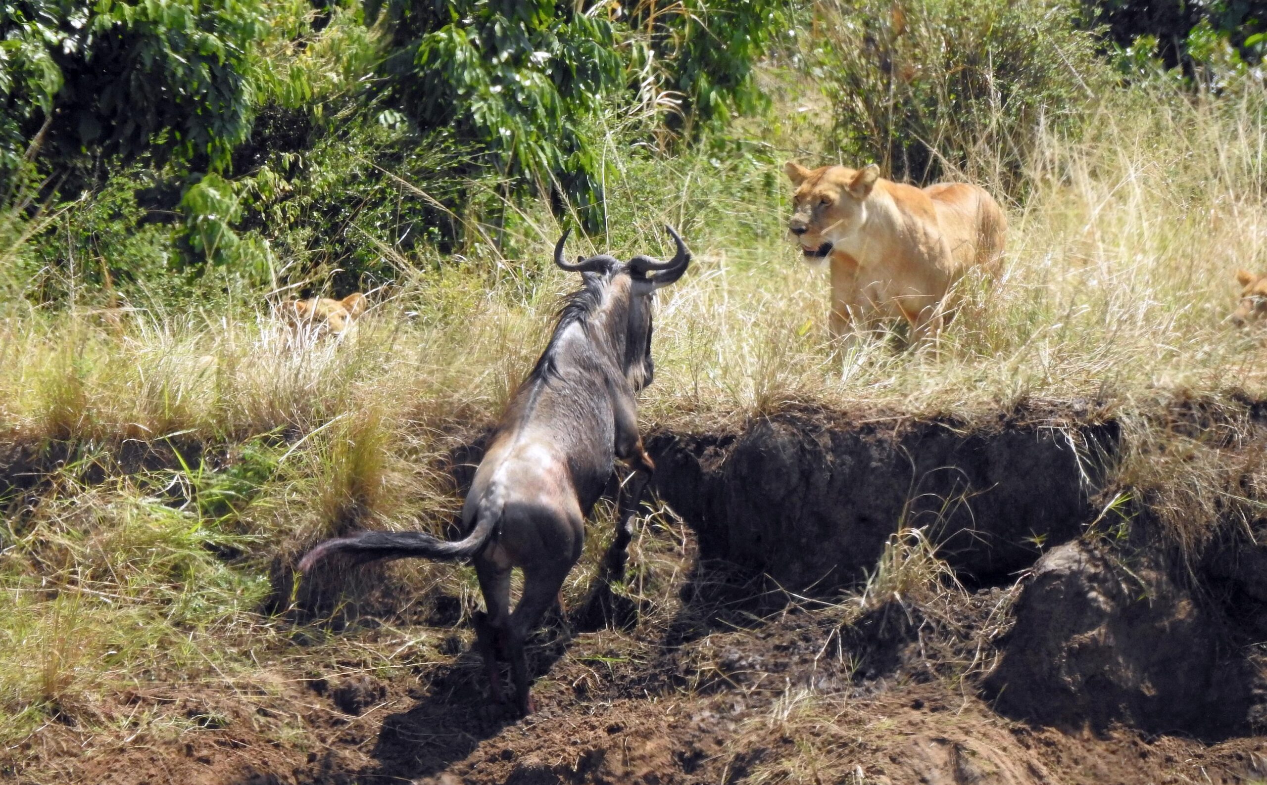 Ultimate 5-Day Ndutu Calving Safari: Peak Predator Action in February Ultimate 5-Day Ndutu Calving Safari: Peak Predator Action in February