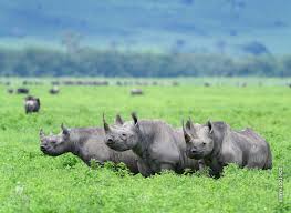 Valentine&rsquo;s Serengeti Calving: 4 Day Ndutu and Ngorongoro Escape