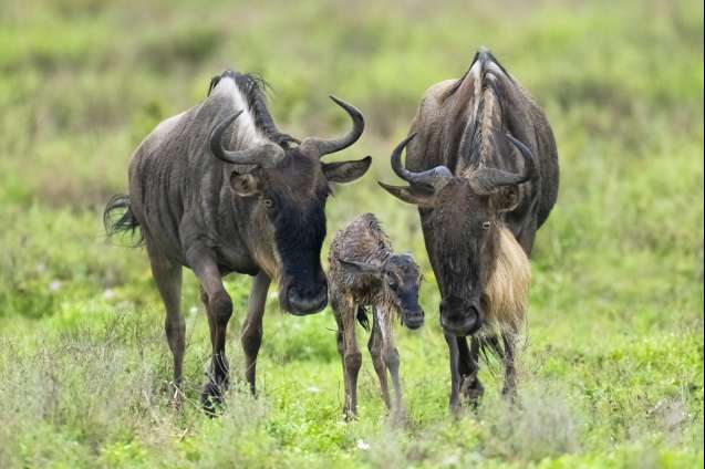 Valentine&rsquo;s Wild Escape: Serengeti Calving Safari