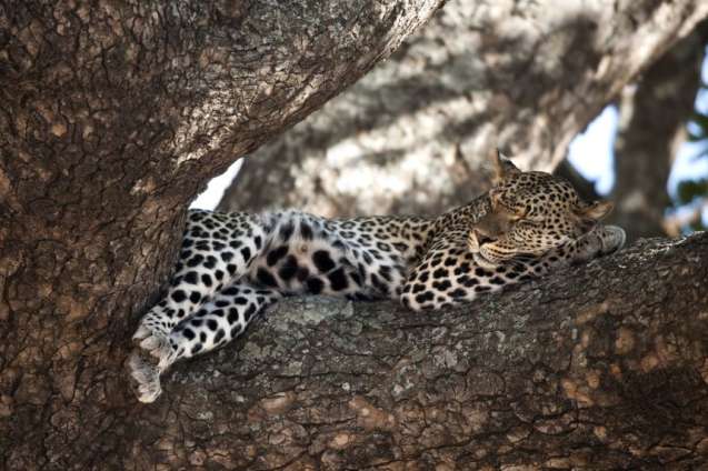 Romantic Serengeti Calving: 8 Day Ndutu Adventure