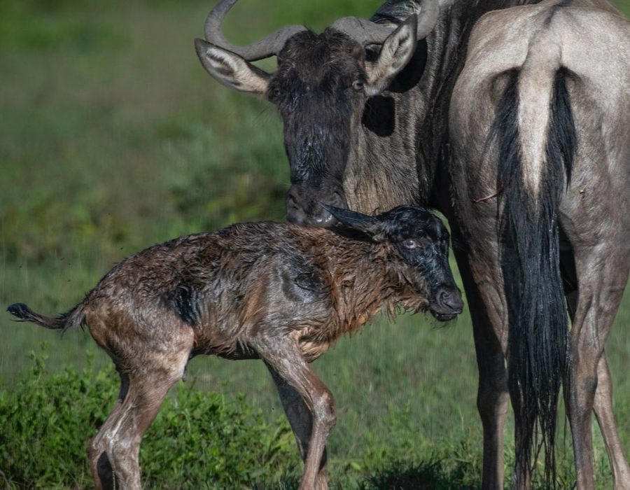 Valentine Safari Special: Serengeti Calving and Ngorongoro Valentine Safari Special: Serengeti Calving and Ngorongoro