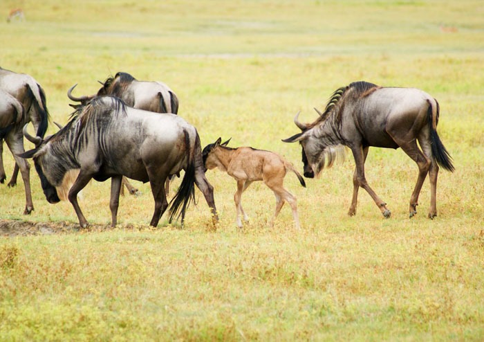 Spectacular Serengeti Calving: 8 Day Family Ndutu and Ngorongoro Adventure Spectacular Serengeti Calving: 8 Day Family Ndutu and Ngorongoro Adventure