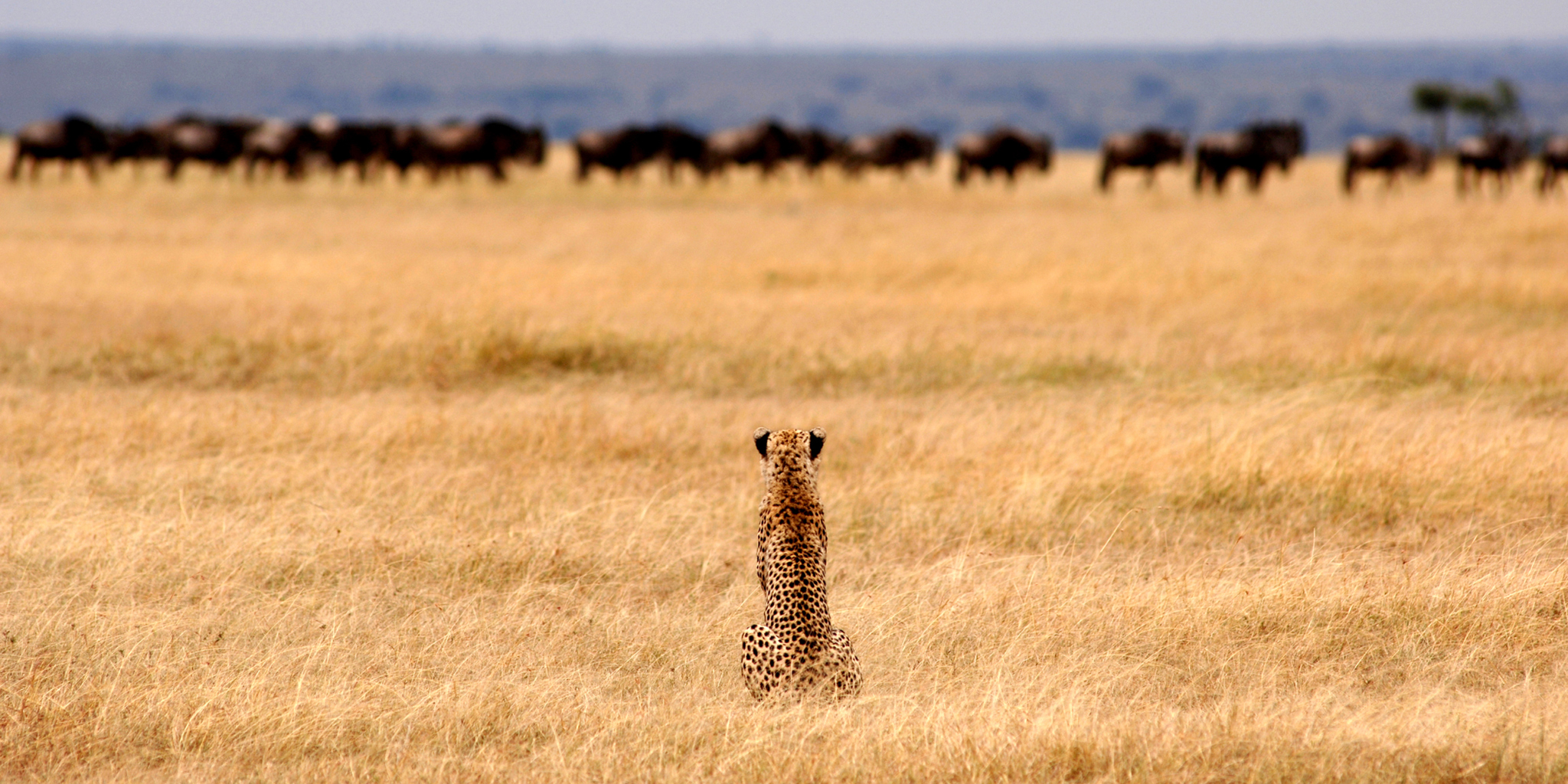 Ndutu Calving Season Photography Safari: Capture the Action in February Ndutu Calving Season Photography Safari: Capture the Action in February