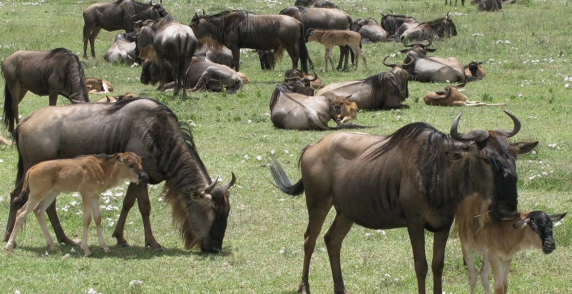 Ndutu Calving Season Photography Safari: Capture the Action in February Ndutu Calving Season Photography Safari: Capture the Action in February