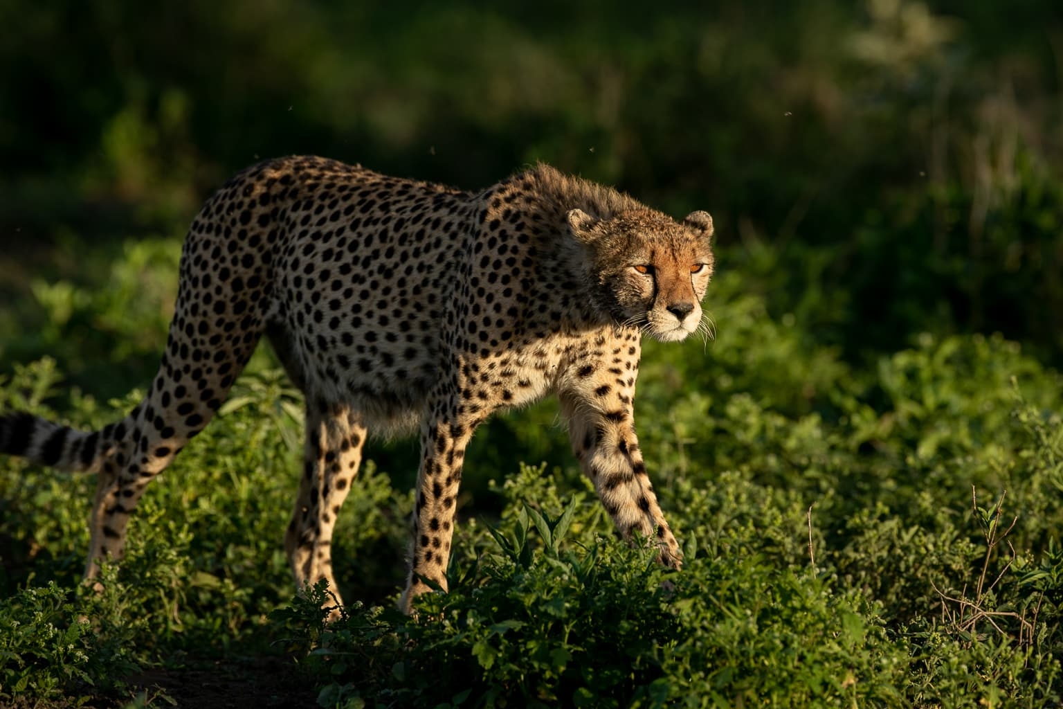 Ndutu Calving Season Photography Safari: Capture the Action in February Ndutu Calving Season Photography Safari: Capture the Action in February