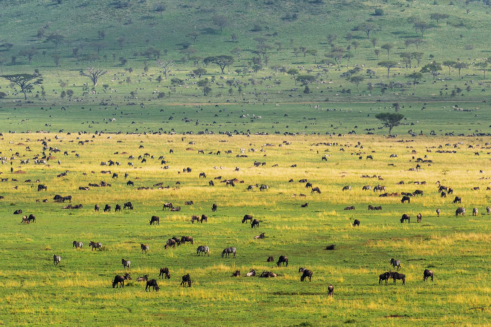 Exclusive Ndutu Honeymoon Safari | Off Road Calving Season Exclusive Ndutu Honeymoon Safari | Off Road Calving Season
