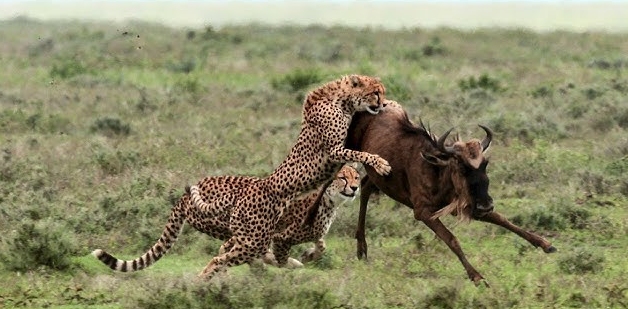 Exclusive Ndutu Honeymoon Safari | Off Road Calving Season Exclusive Ndutu Honeymoon Safari | Off Road Calving Season