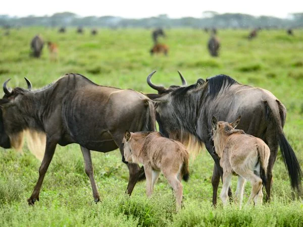 Ndutu Calving 2026: A Deep Dive into Tanzania’s Southern Plains (Valentine’s Offer) Ndutu Calving 2026: A Deep Dive into Tanzania’s Southern Plains (Valentine’s Offer)