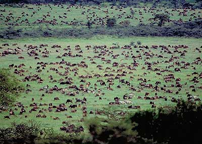 Ndutu Calving 2026: A Deep Dive into Tanzania’s Southern Plains (Valentine’s Offer) Ndutu Calving 2026: A Deep Dive into Tanzania’s Southern Plains (Valentine’s Offer)