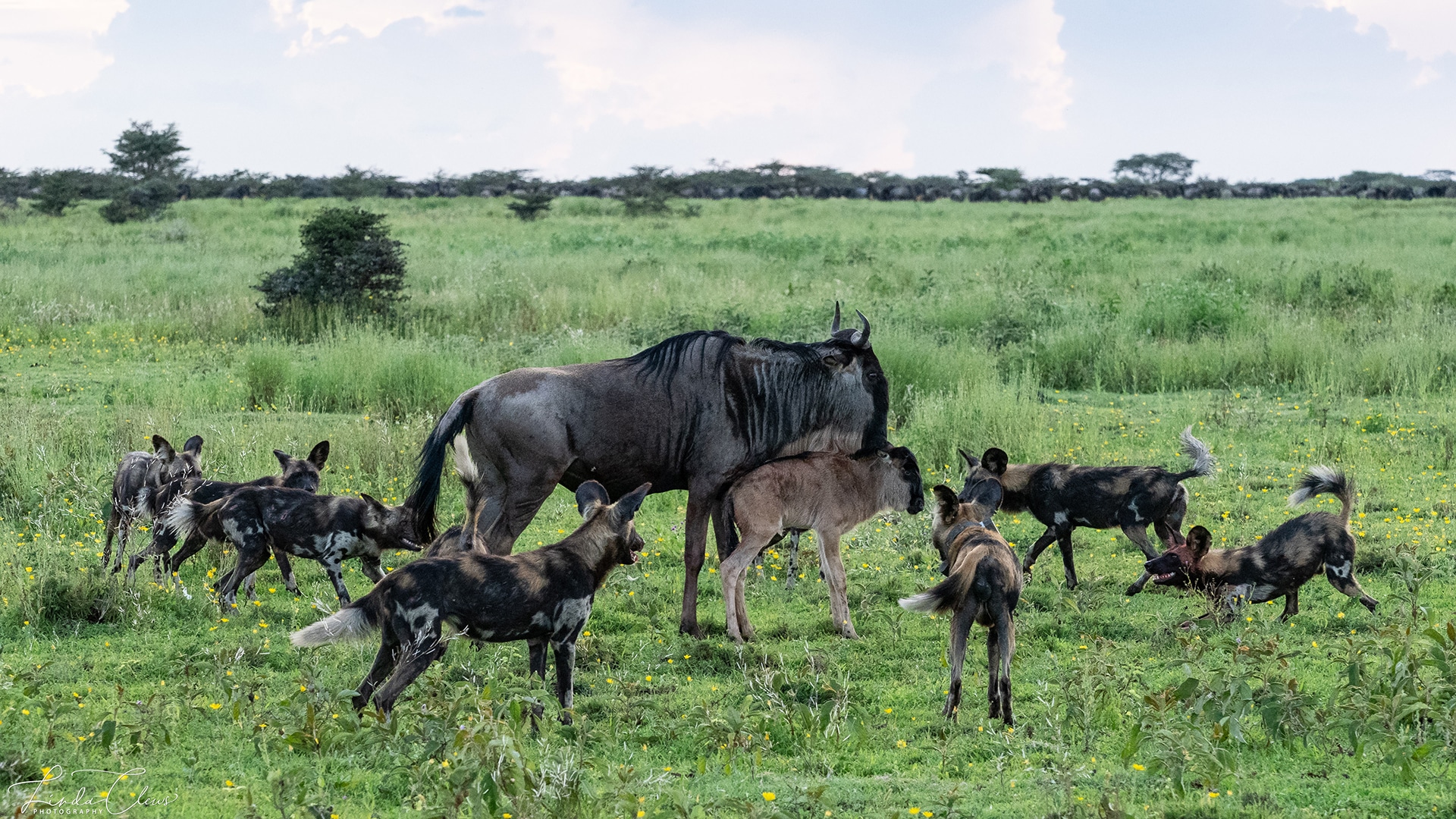 The Essence of Ndutu in February: Season Safari of New Life, Big Cats and Tribal Encounters The Essence of Ndutu in February: Season Safari of New Life, Big Cats and Tribal Encounters