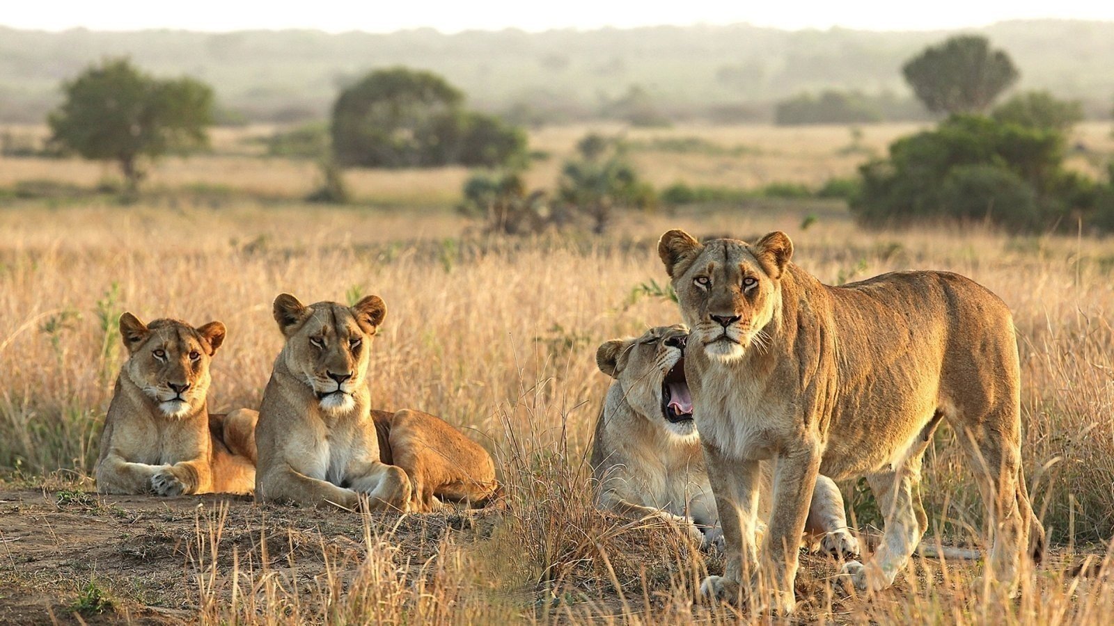 Best of Ndutu in February: Wildebeest Births and Big Cat Encounters Best of Ndutu in February: Wildebeest Births and Big Cat Encounters
