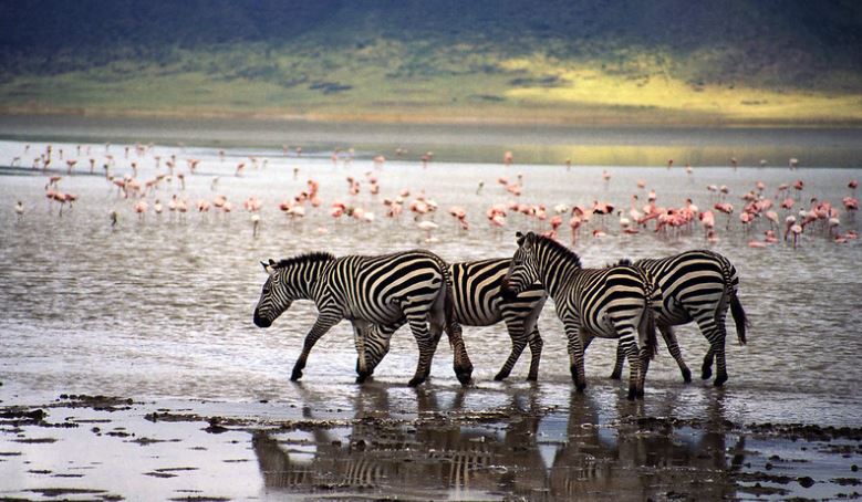 Best of Ndutu in February: Wildebeest Births and Big Cat Encounters Best of Ndutu in February: Wildebeest Births and Big Cat Encounters
