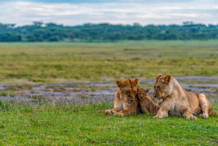February in Ndutu: The Heart of the Calving Season – A Valentine’s Safari Experience February in Ndutu: The Heart of the Calving Season – A Valentine’s Safari Experience
