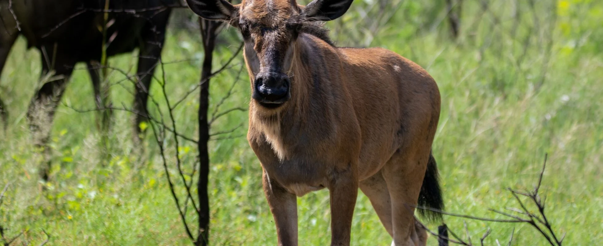February in Ndutu: The Heart of the Calving Season – A Valentine’s Safari Experience February in Ndutu: The Heart of the Calving Season – A Valentine’s Safari Experience