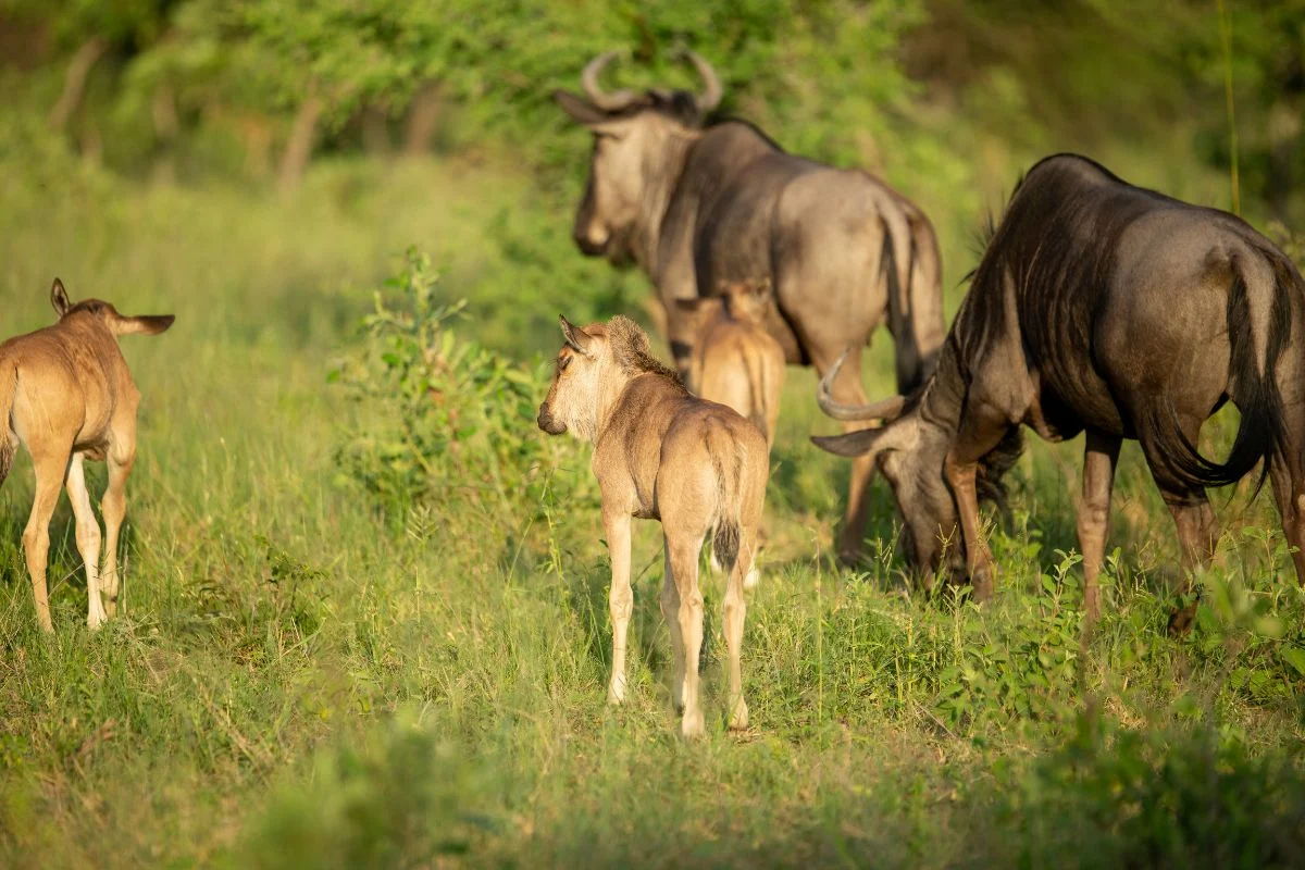 Experience the Magic: Ndutu Calving Safari and Zanzibar Relaxation Experience the Magic: Ndutu Calving Safari and Zanzibar Relaxation