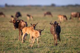 Serengeti Births: Top Rated February Ndutu Solo Safari Package Serengeti Births: Top Rated February Ndutu Solo Safari Package