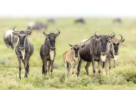 Serengeti Births: Top Rated February Ndutu Solo Safari Package Serengeti Births: Top Rated February Ndutu Solo Safari Package
