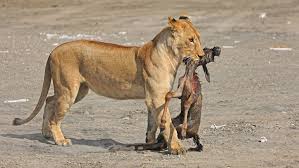 A Guide to Ndutu Calving Season: Best Time, Lodges, and Travel Tips A Guide to Ndutu Calving Season: Best Time, Lodges, and Travel Tips