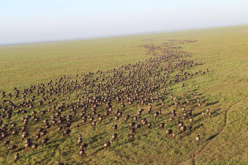 A Guide to Ndutu Calving Season: Best Time, Lodges, and Travel Tips A Guide to Ndutu Calving Season: Best Time, Lodges, and Travel Tips