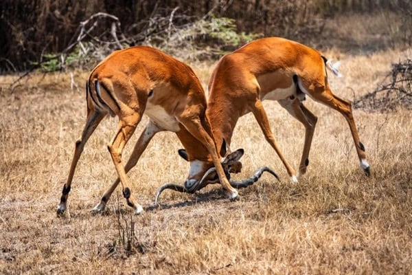 Why February Is the Best Month for an Ndutu Calving Safari Why February Is the Best Month for an Ndutu Calving Safari