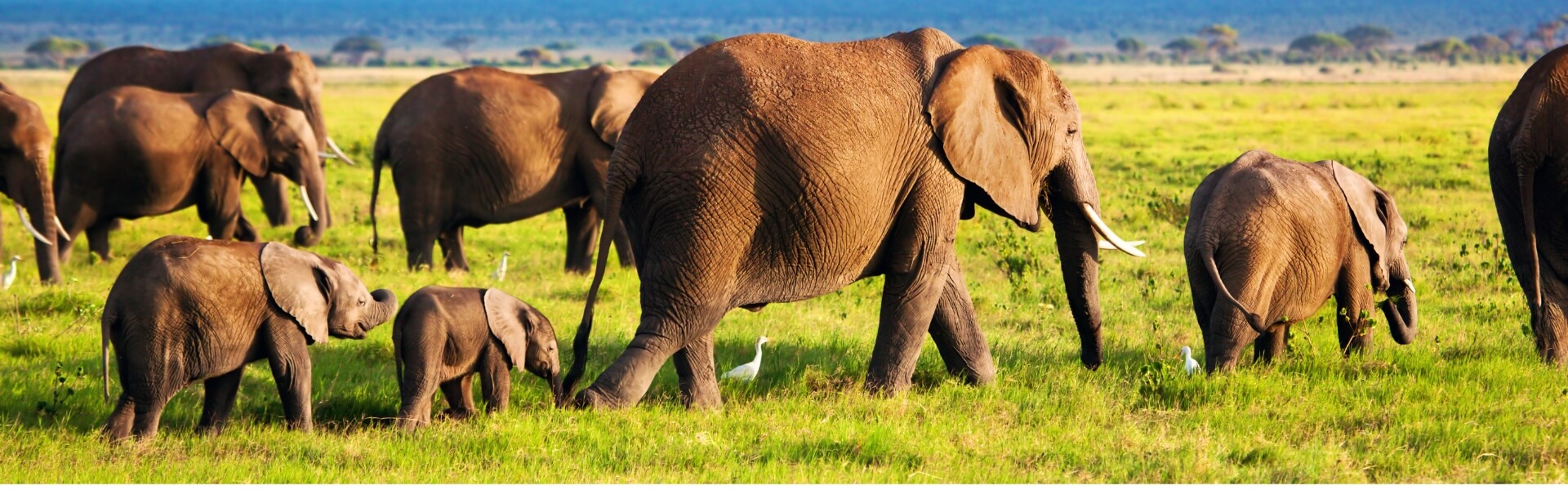 Why February Is the Best Month for an Ndutu Calving Safari Why February Is the Best Month for an Ndutu Calving Safari