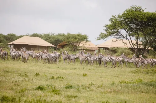 Why February Is the Best Month for an Ndutu Calving Safari Why February Is the Best Month for an Ndutu Calving Safari