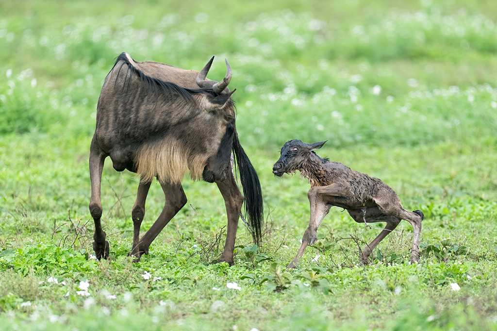 Safari and Sea: Combining Ndutu Calving with a Zanzibar Holiday Safari and Sea: Combining Ndutu Calving with a Zanzibar Holiday