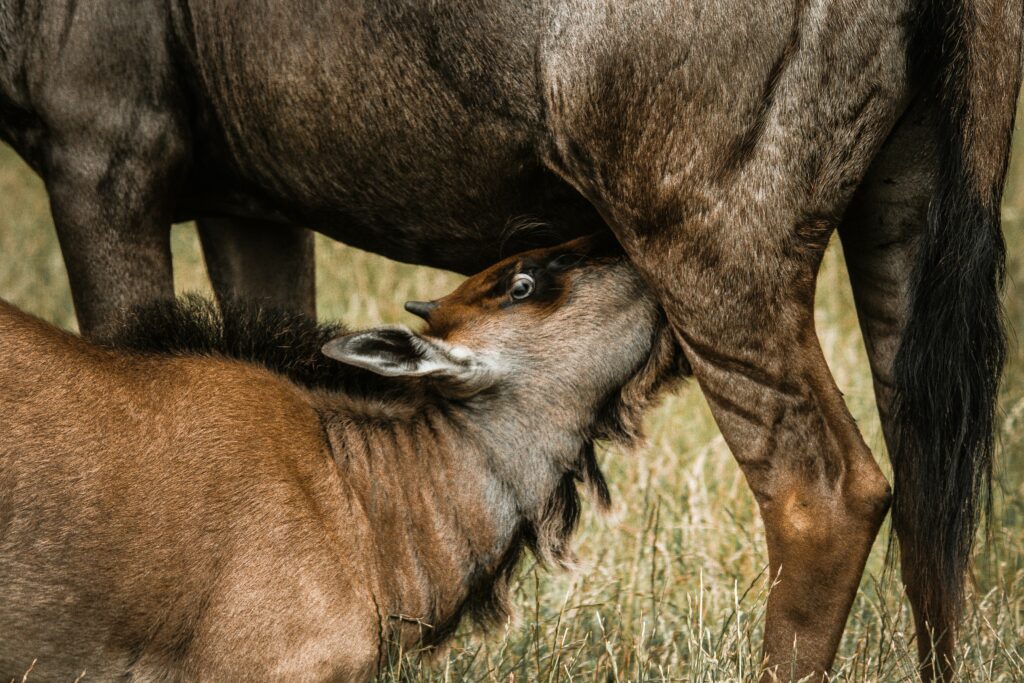 February Safari in Serengeti National Park: Witness the Calving Season Up Close