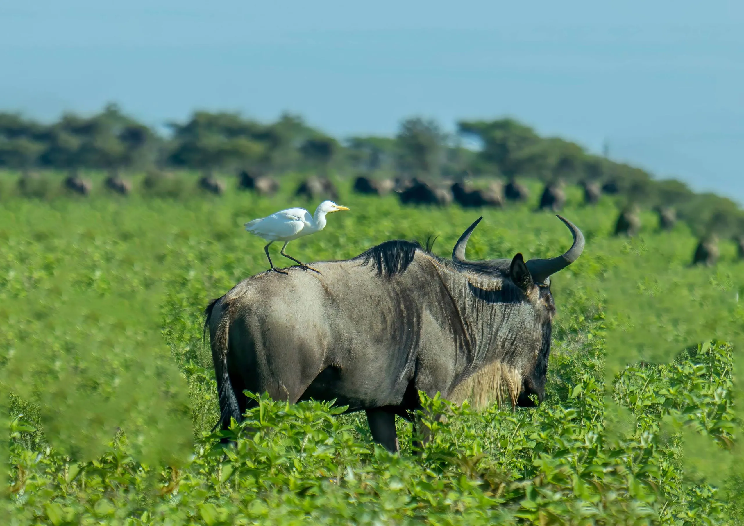 February Safari in Serengeti National Park: Witness the Calving Season Up Close
