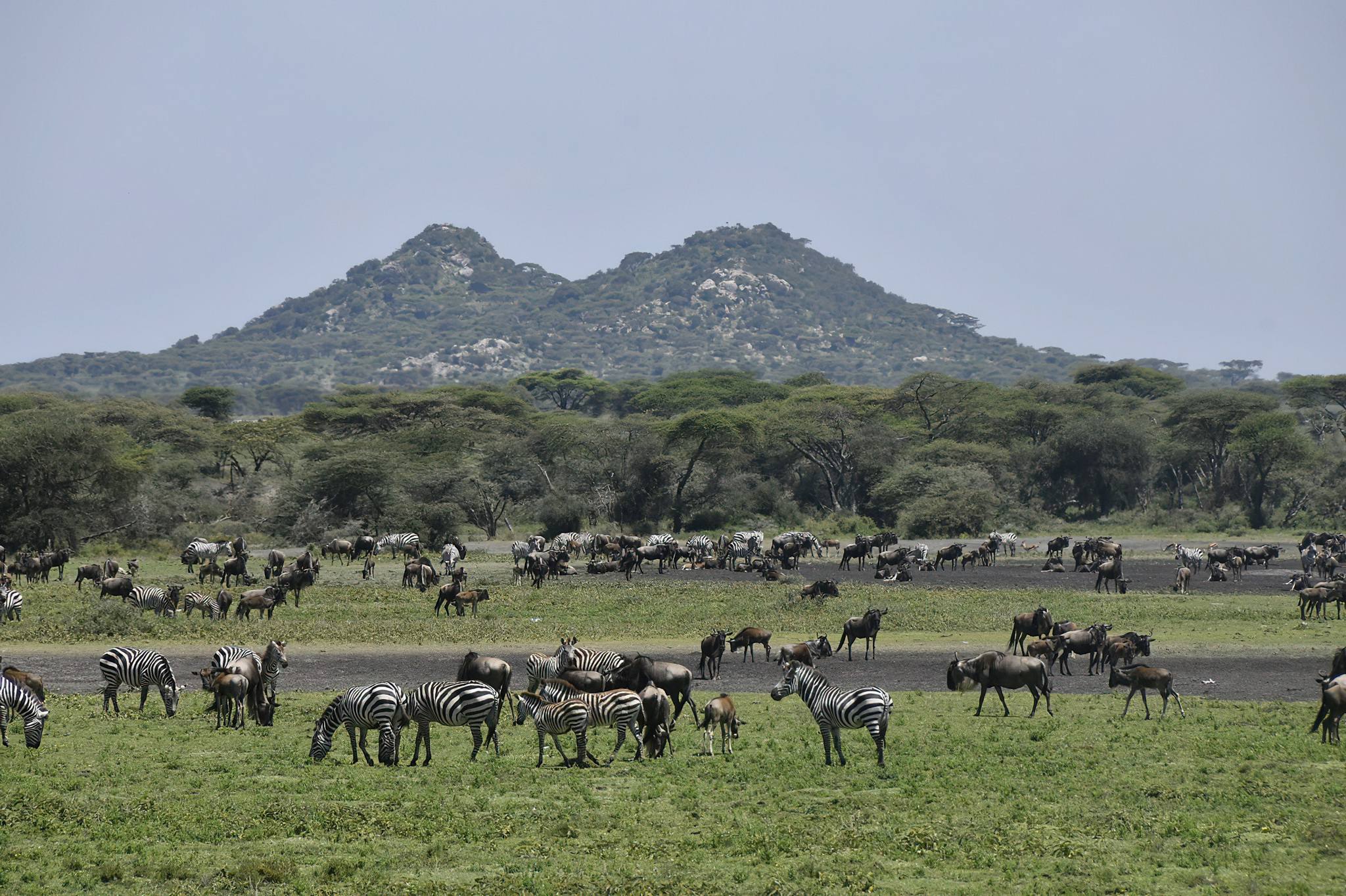 February Safari in Serengeti National Park: Witness the Calving Season Up Close