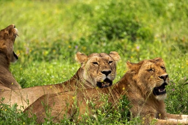 Serengeti Calving Season in February: What to Expect on Safari Serengeti Calving Season in February: What to Expect on Safari