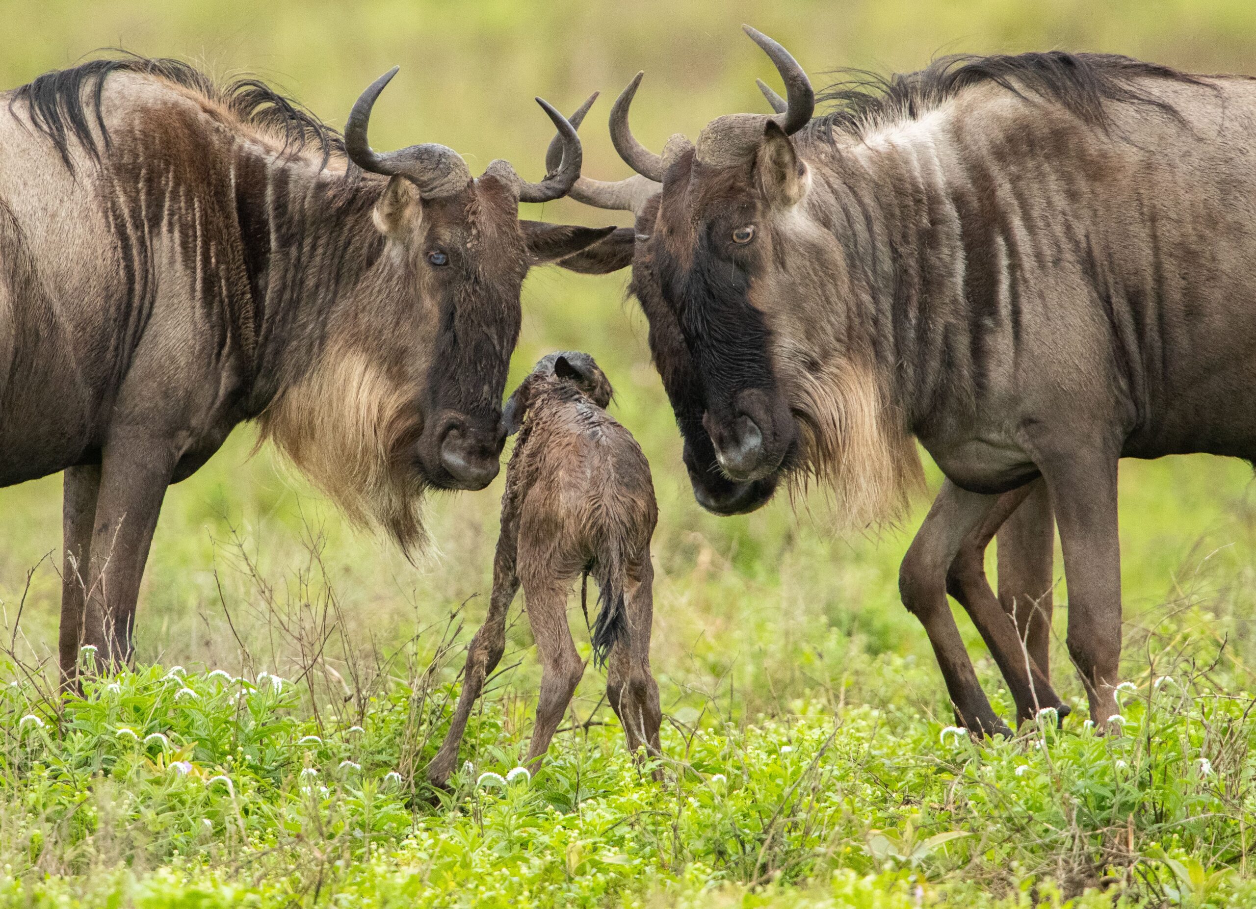 Serengeti Calving Season in February: What to Expect on Safari Serengeti Calving Season in February: What to Expect on Safari
