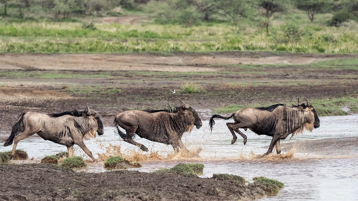 February in Serengeti National Park: The Calving Season Experience February in Serengeti National Park: The Calving Season Experience