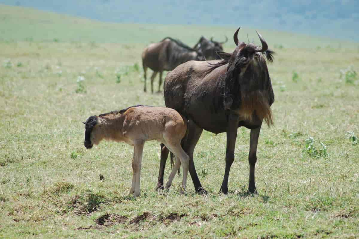 Top Reasons to Visit Serengeti in February for Calving Season Top Reasons to Visit Serengeti in February for Calving Season